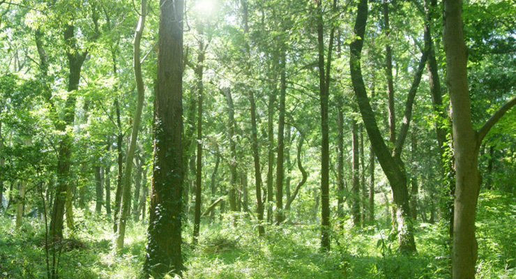 「自然に還りたい」自然葬の種類や費用相場を紹介